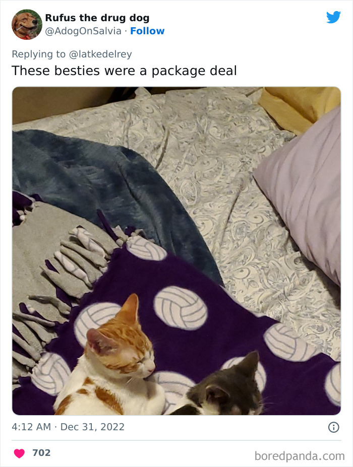 Bonded-Pairs-Of-Cats-Get-Adopted-Together