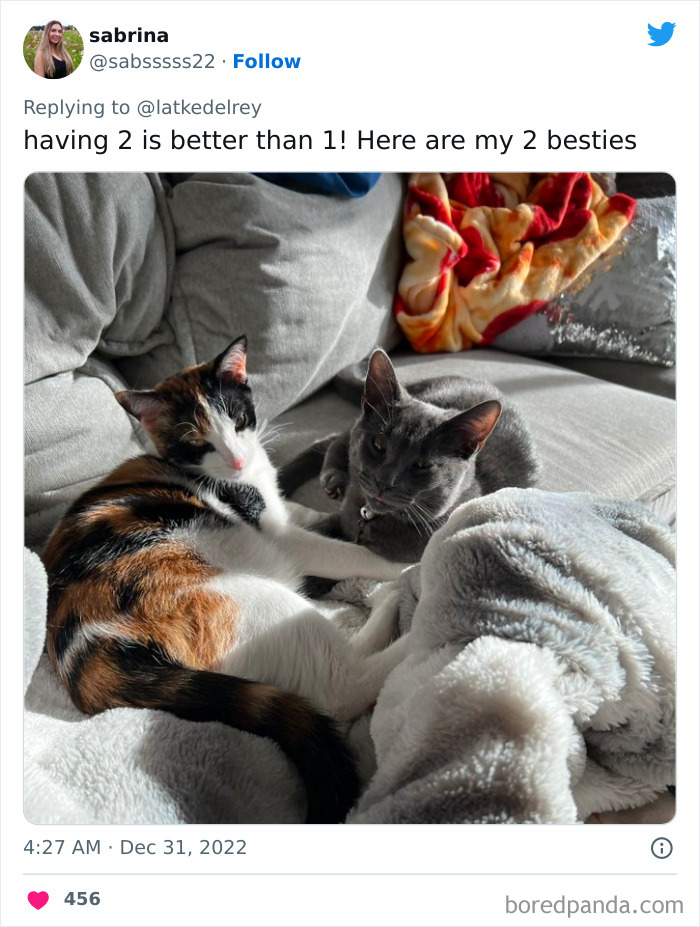 Bonded-Pairs-Of-Cats-Get-Adopted-Together