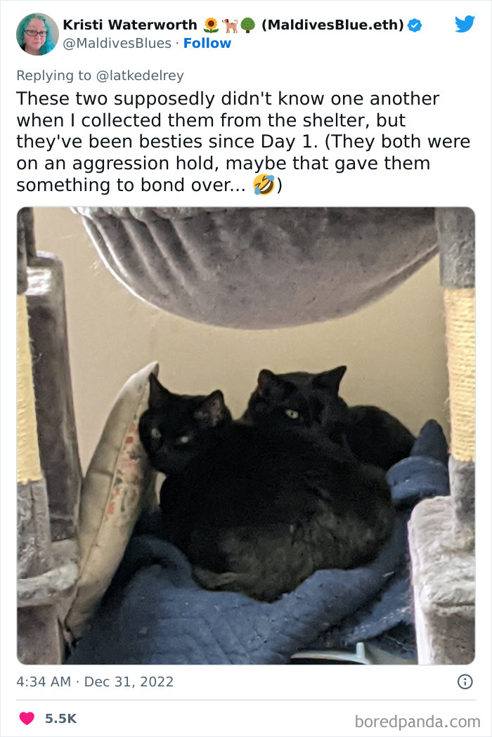 Bonded-Pairs-Of-Cats-Get-Adopted-Together