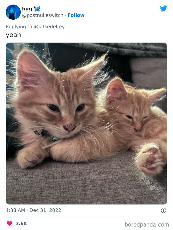 Bonded-Pairs-Of-Cats-Get-Adopted-Together