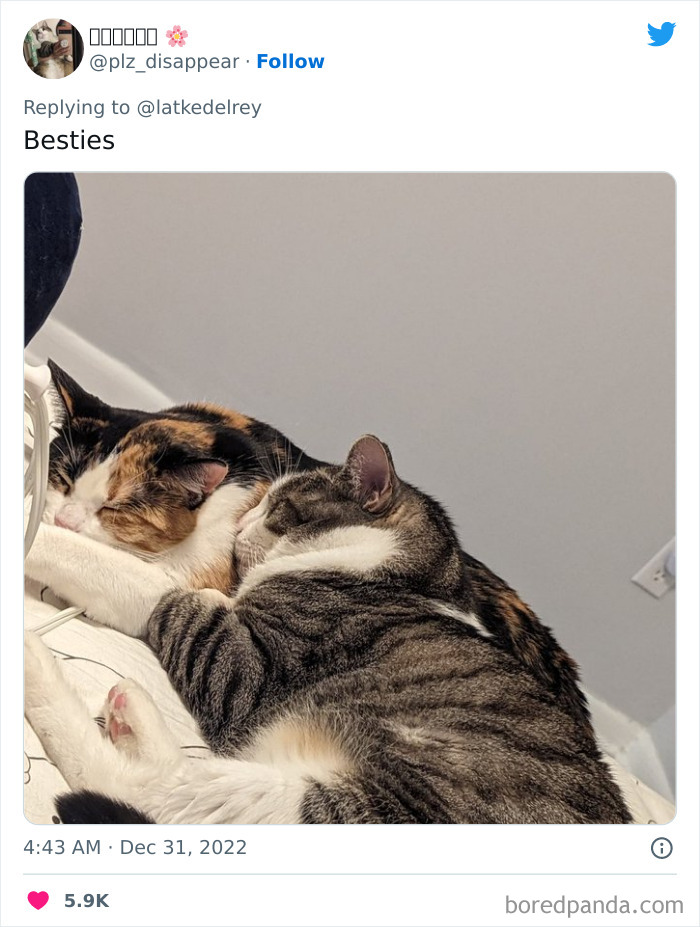 Bonded-Pairs-Of-Cats-Get-Adopted-Together
