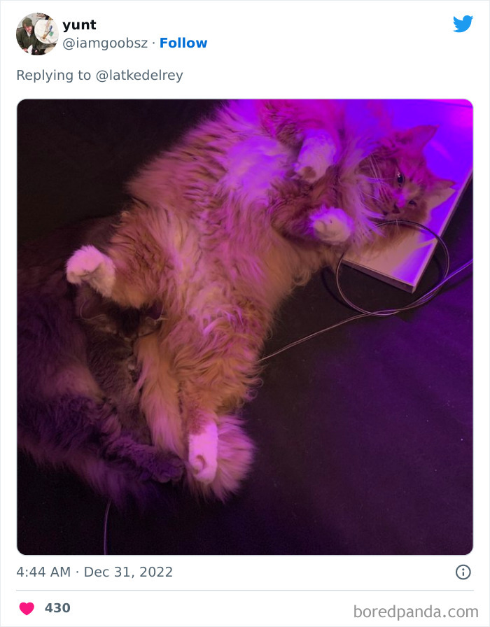 Bonded-Pairs-Of-Cats-Get-Adopted-Together