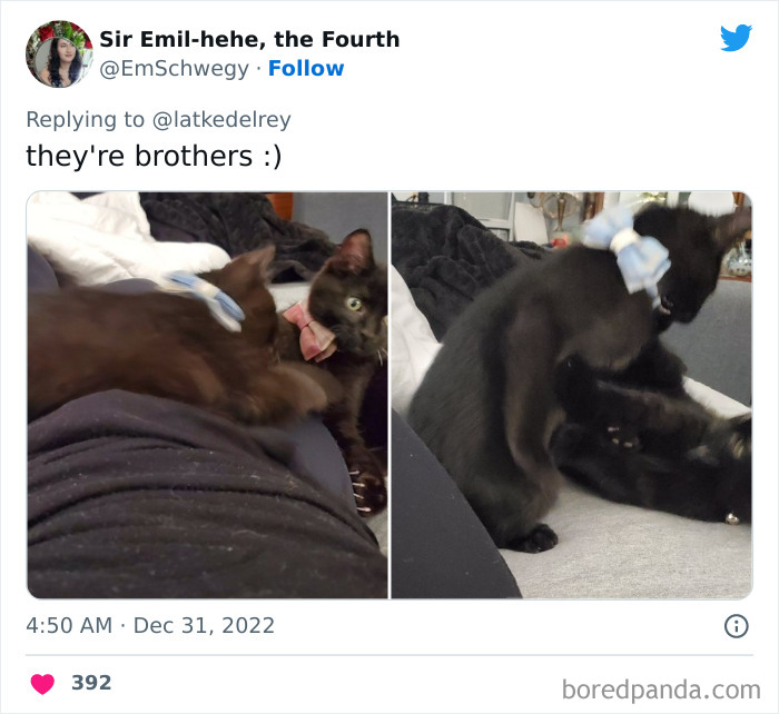 Bonded-Pairs-Of-Cats-Get-Adopted-Together