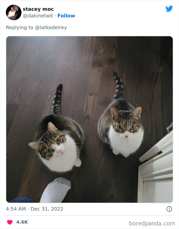 Bonded-Pairs-Of-Cats-Get-Adopted-Together