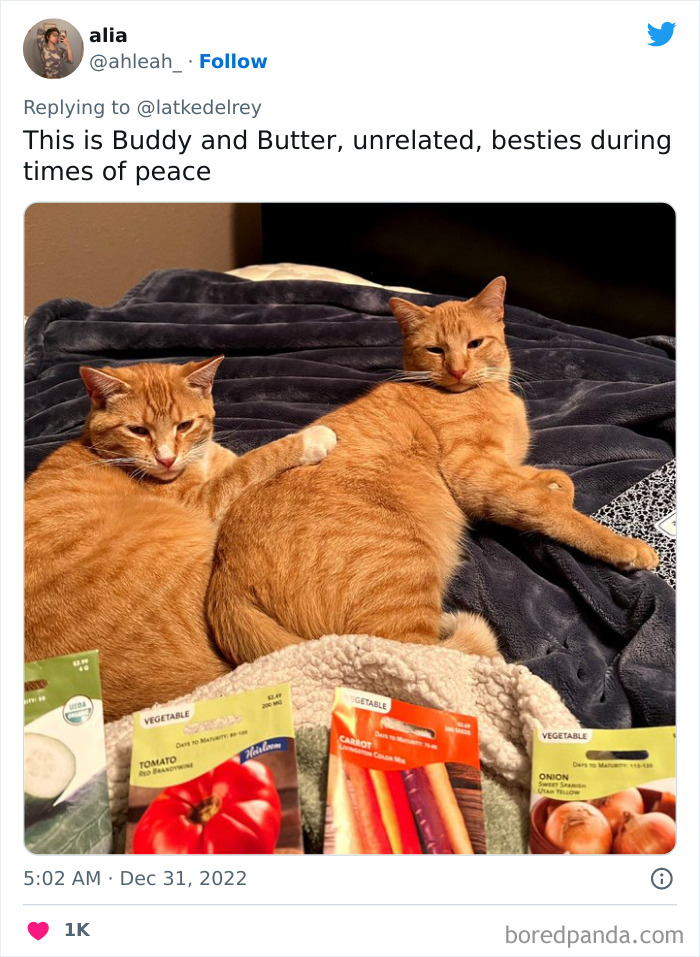 Bonded-Pairs-Of-Cats-Get-Adopted-Together