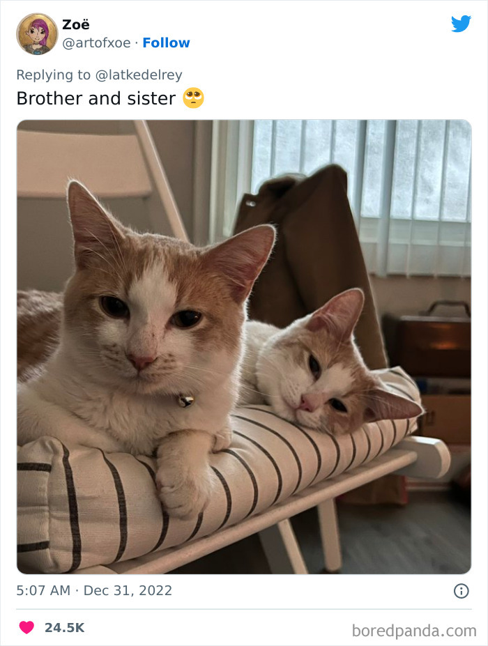 Bonded-Pairs-Of-Cats-Get-Adopted-Together