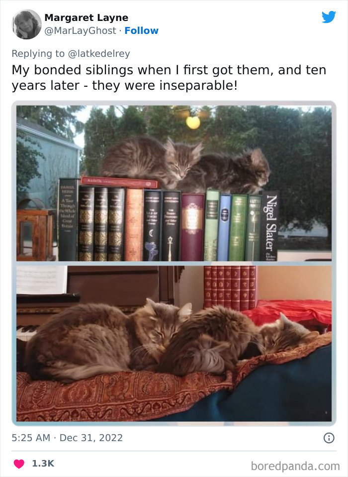 Bonded-Pairs-Of-Cats-Get-Adopted-Together