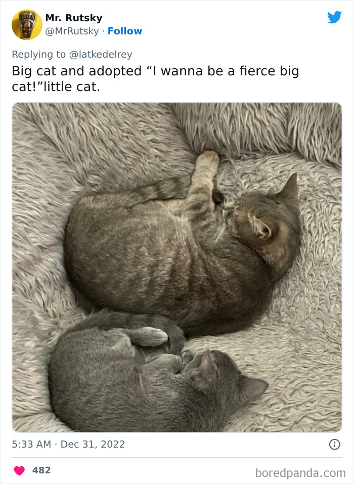 Bonded-Pairs-Of-Cats-Get-Adopted-Together
