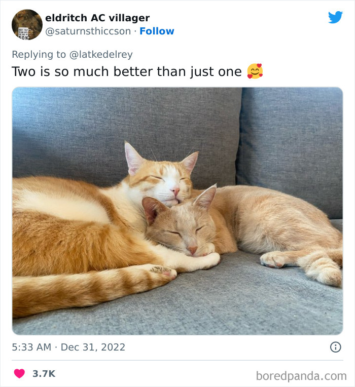 Bonded-Pairs-Of-Cats-Get-Adopted-Together
