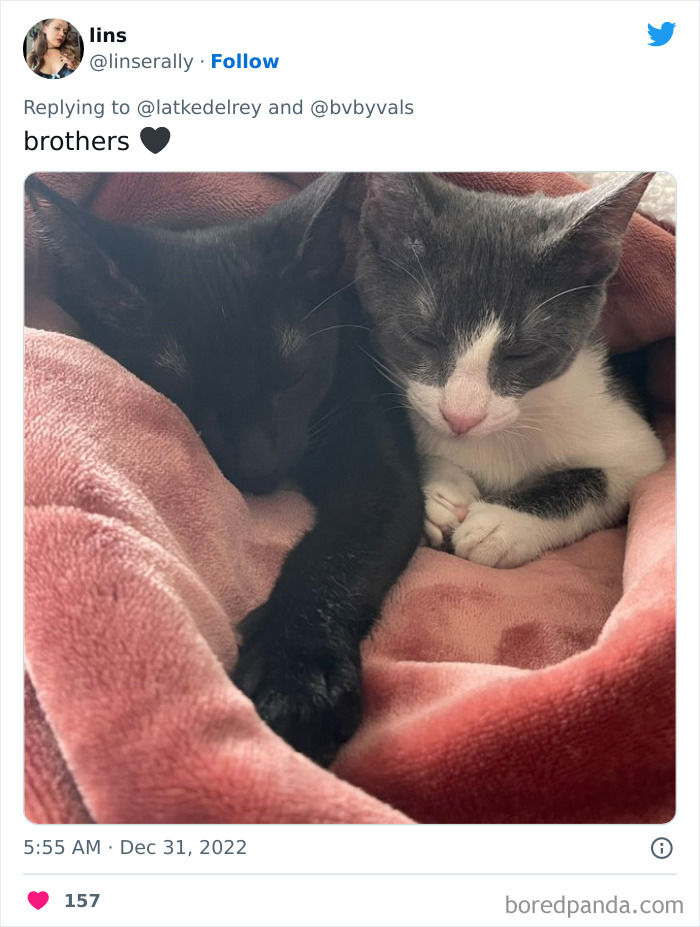 Bonded-Pairs-Of-Cats-Get-Adopted-Together