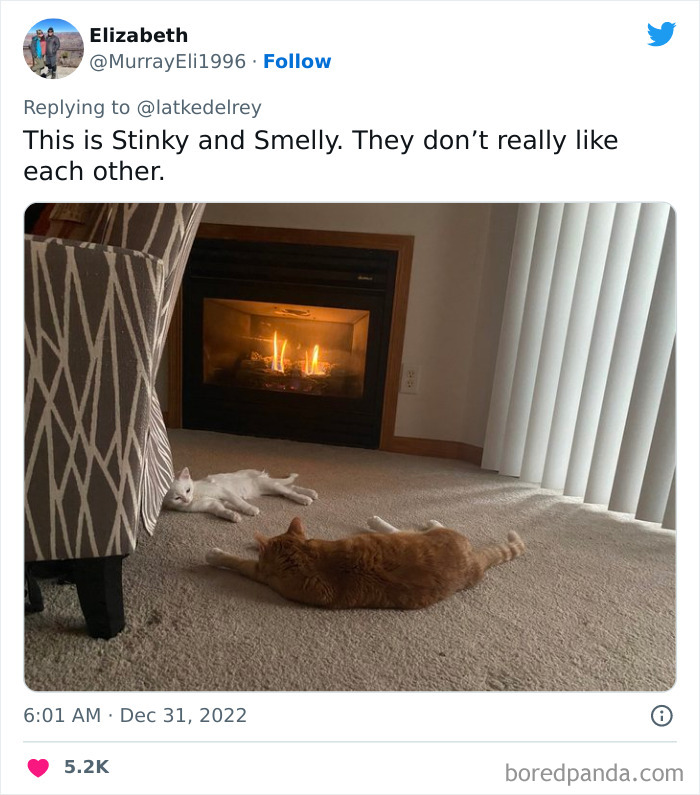 Bonded-Pairs-Of-Cats-Get-Adopted-Together