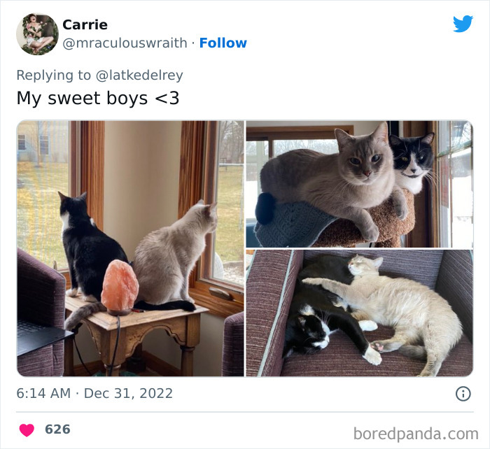 Bonded-Pairs-Of-Cats-Get-Adopted-Together