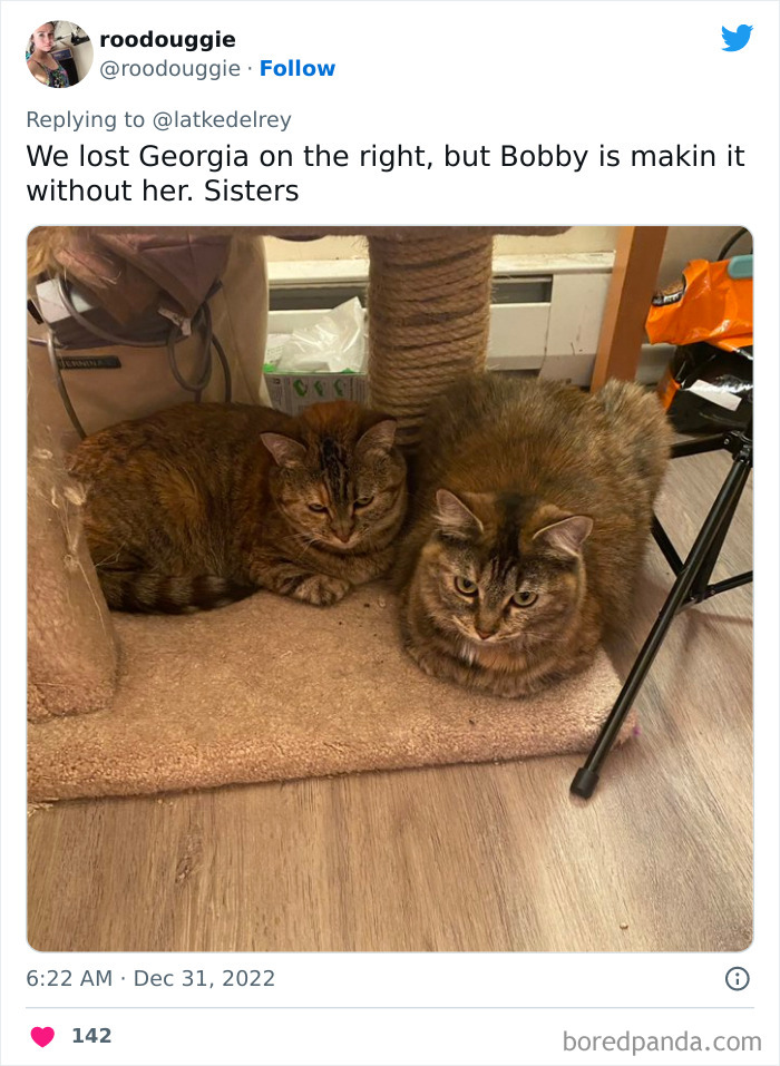 Bonded-Pairs-Of-Cats-Get-Adopted-Together