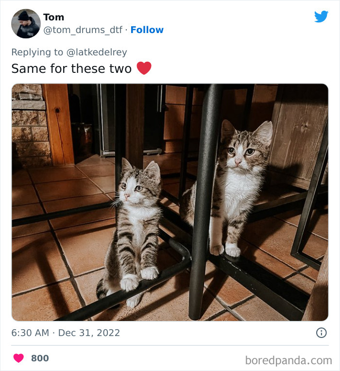 Bonded-Pairs-Of-Cats-Get-Adopted-Together