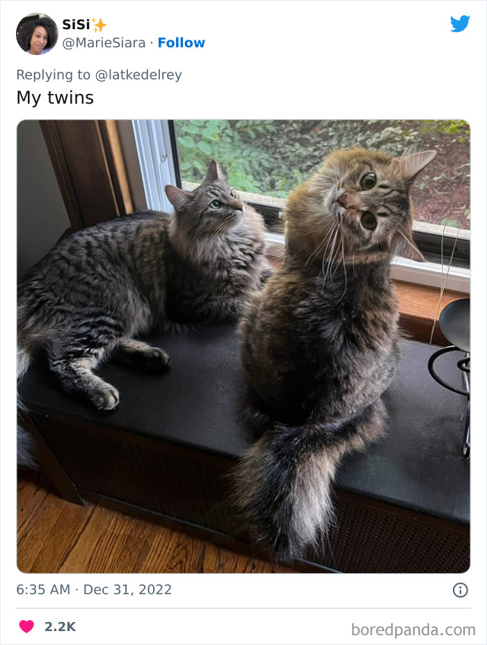 Bonded-Pairs-Of-Cats-Get-Adopted-Together
