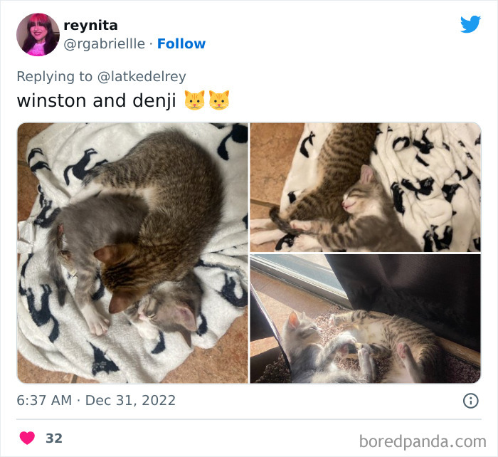 Bonded-Pairs-Of-Cats-Get-Adopted-Together