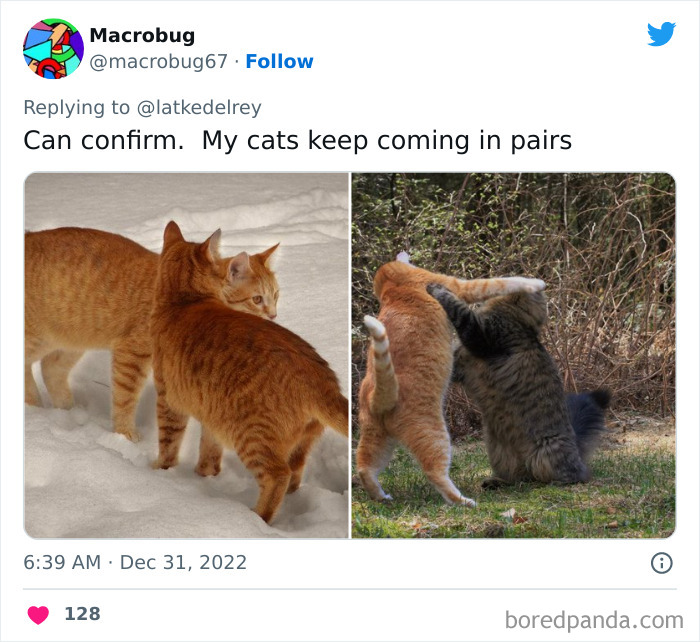 Bonded-Pairs-Of-Cats-Get-Adopted-Together