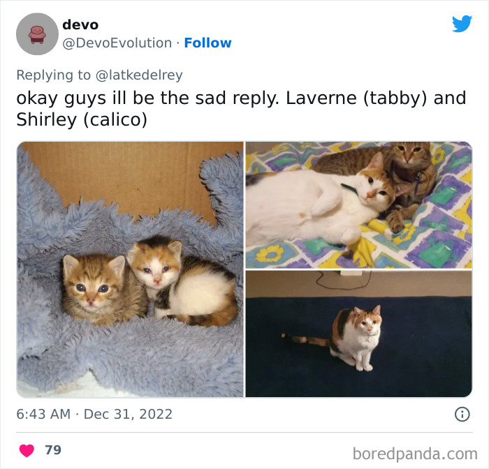 Bonded-Pairs-Of-Cats-Get-Adopted-Together