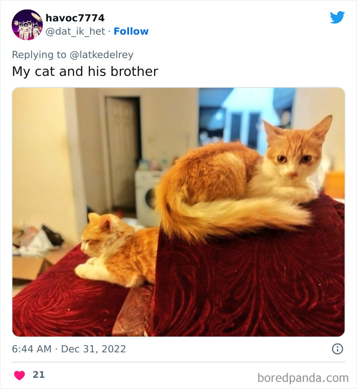 Bonded-Pairs-Of-Cats-Get-Adopted-Together