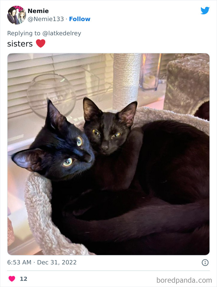 Bonded-Pairs-Of-Cats-Get-Adopted-Together