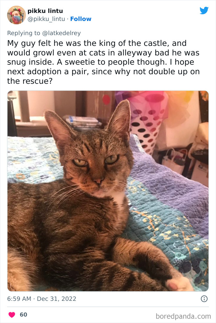 Bonded-Pairs-Of-Cats-Get-Adopted-Together