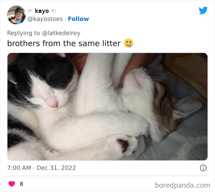 Bonded-Pairs-Of-Cats-Get-Adopted-Together