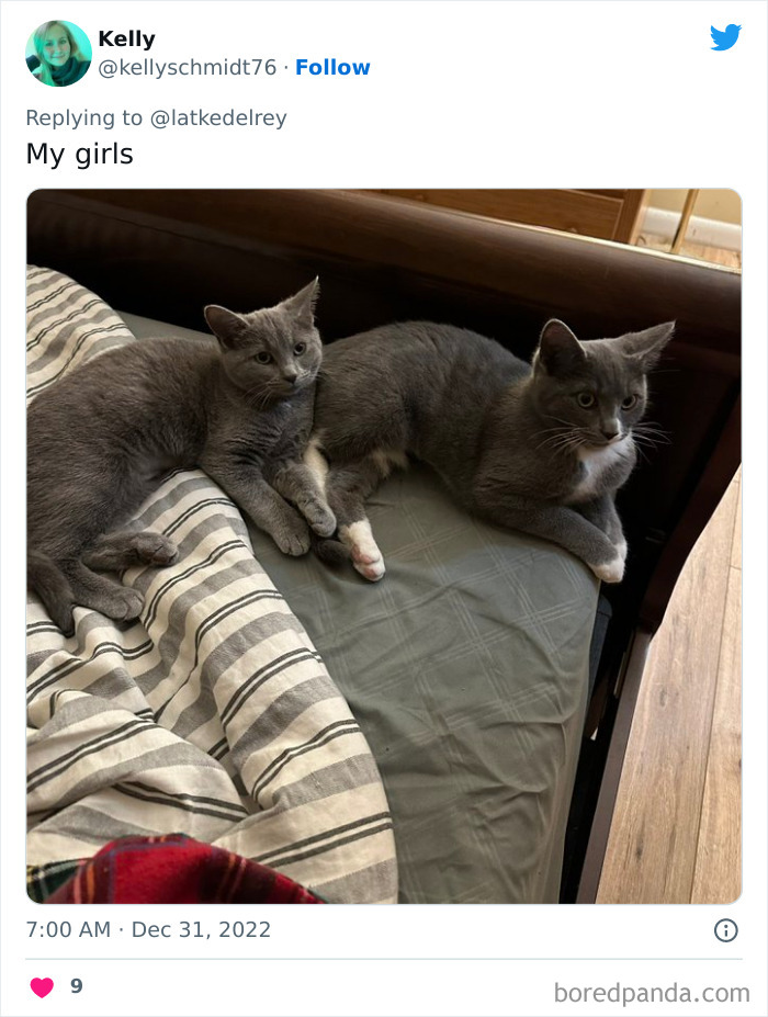 Bonded-Pairs-Of-Cats-Get-Adopted-Together