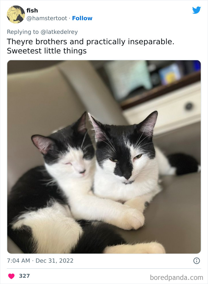 Bonded-Pairs-Of-Cats-Get-Adopted-Together