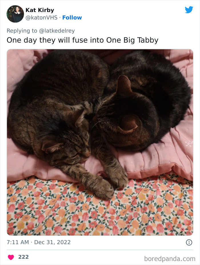 Bonded-Pairs-Of-Cats-Get-Adopted-Together