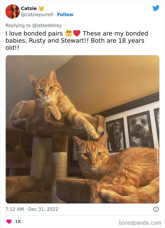 Bonded-Pairs-Of-Cats-Get-Adopted-Together