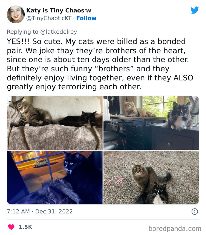 Bonded-Pairs-Of-Cats-Get-Adopted-Together