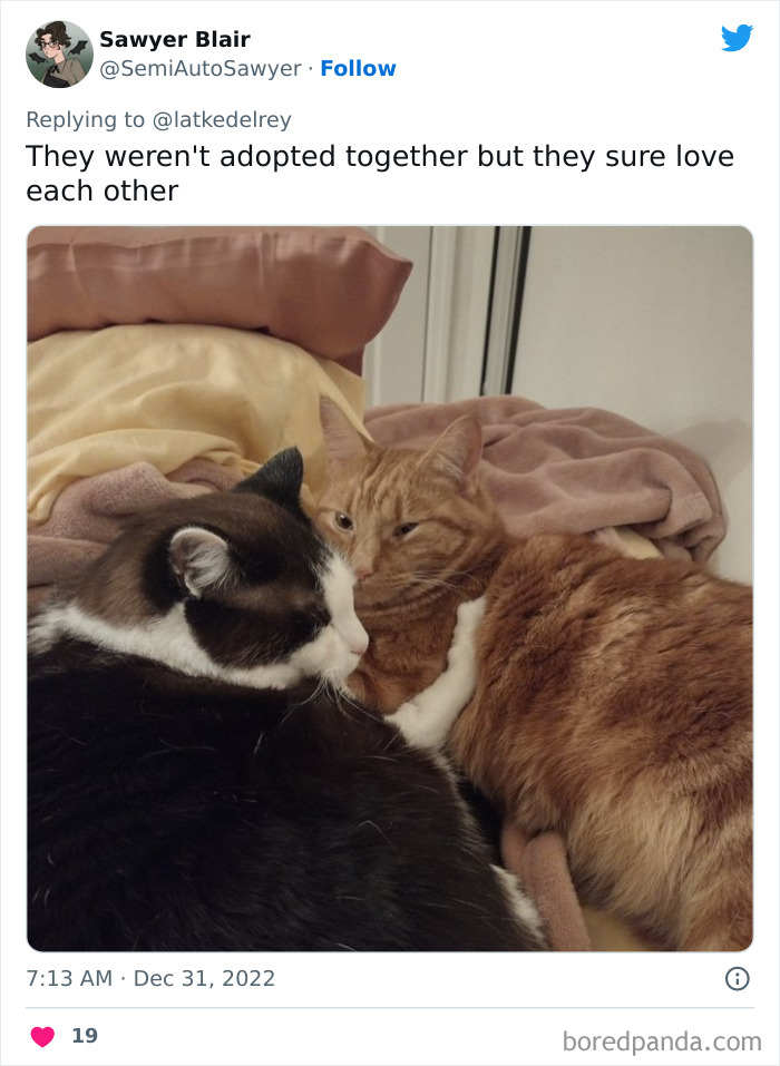 Bonded-Pairs-Of-Cats-Get-Adopted-Together