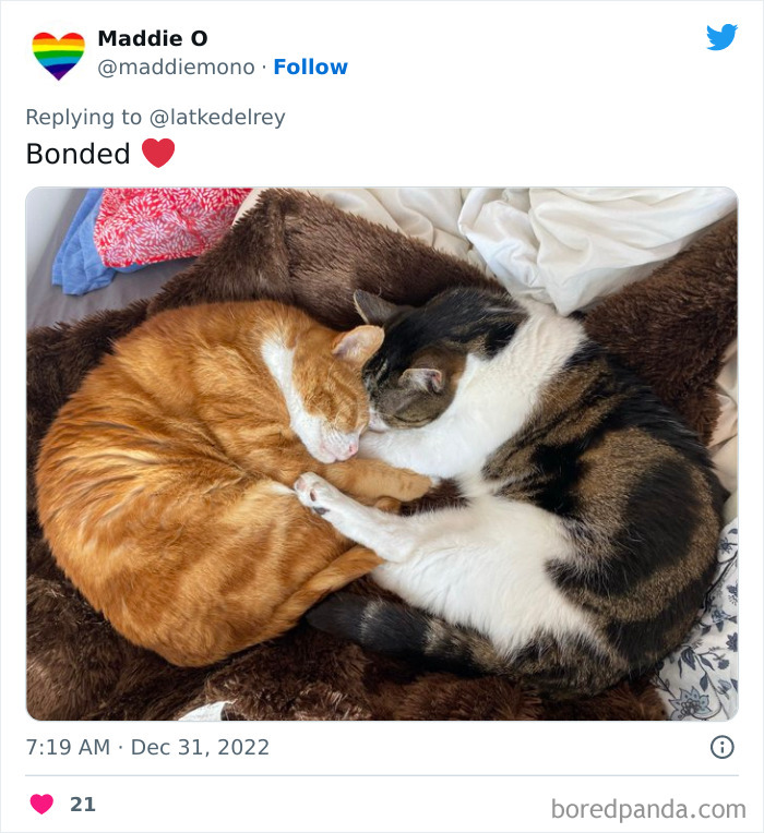 Bonded-Pairs-Of-Cats-Get-Adopted-Together