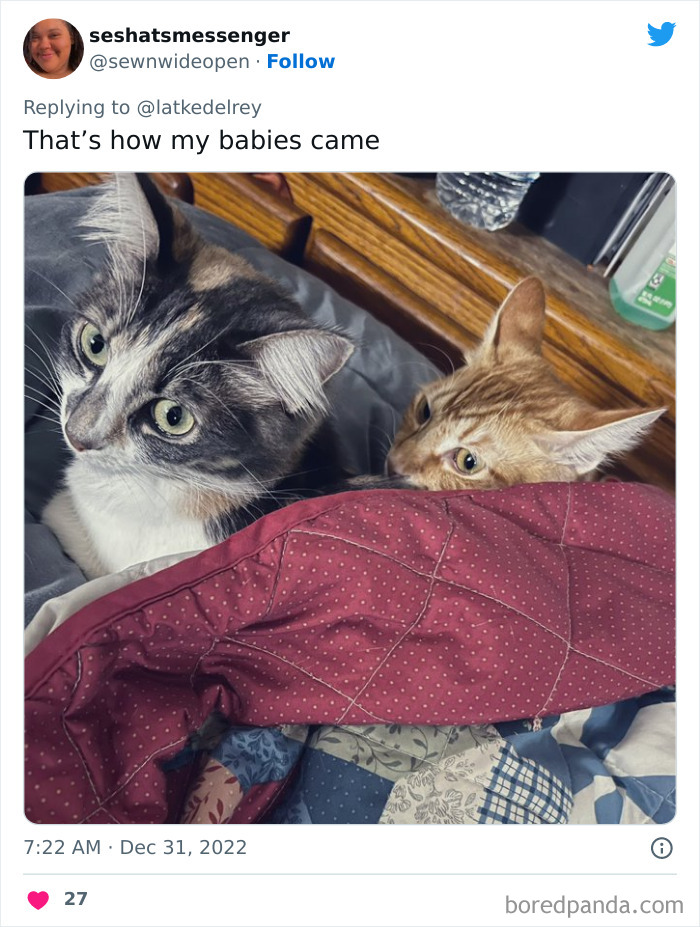 Bonded-Pairs-Of-Cats-Get-Adopted-Together