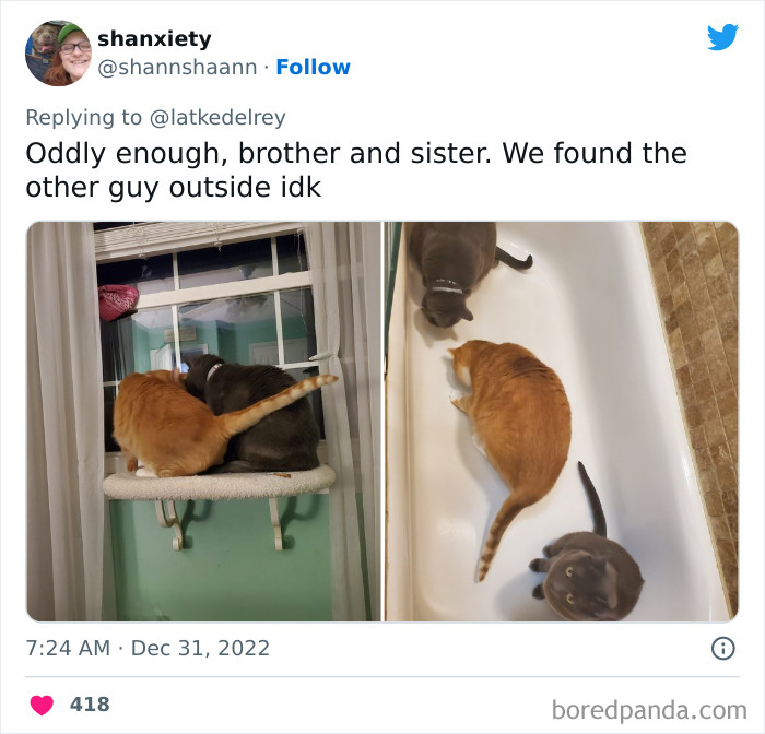 Bonded-Pairs-Of-Cats-Get-Adopted-Together