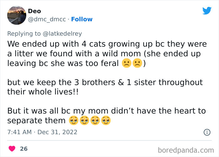 Bonded-Pairs-Of-Cats-Get-Adopted-Together