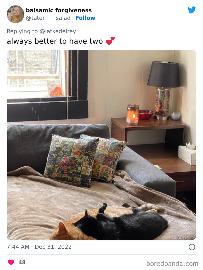 Bonded-Pairs-Of-Cats-Get-Adopted-Together