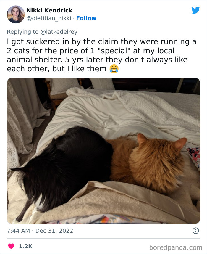 Bonded-Pairs-Of-Cats-Get-Adopted-Together