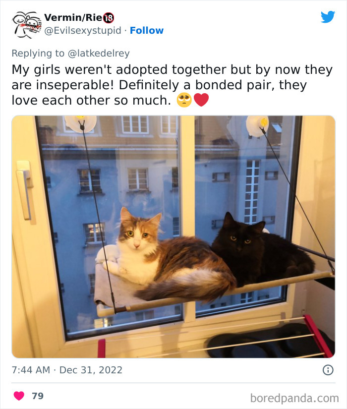 Bonded-Pairs-Of-Cats-Get-Adopted-Together