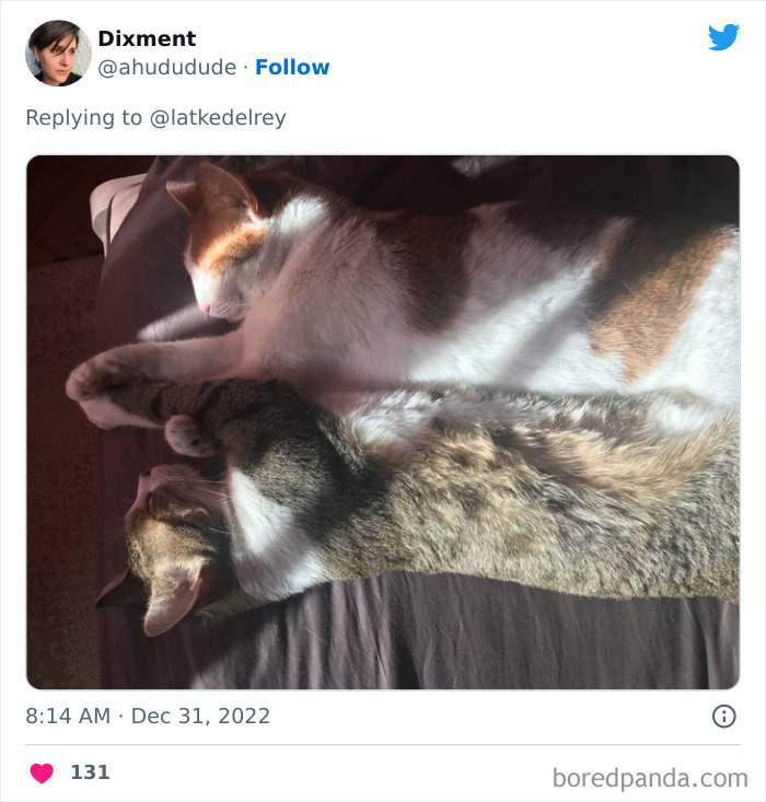 Bonded-Pairs-Of-Cats-Get-Adopted-Together