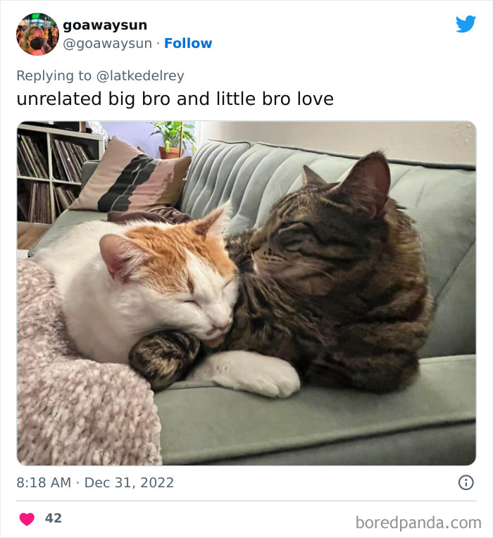 Bonded-Pairs-Of-Cats-Get-Adopted-Together