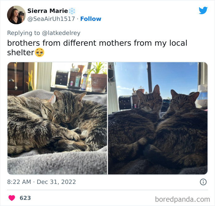 Bonded-Pairs-Of-Cats-Get-Adopted-Together