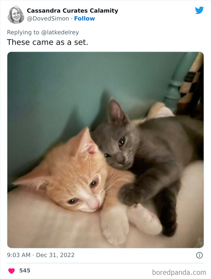 Bonded-Pairs-Of-Cats-Get-Adopted-Together