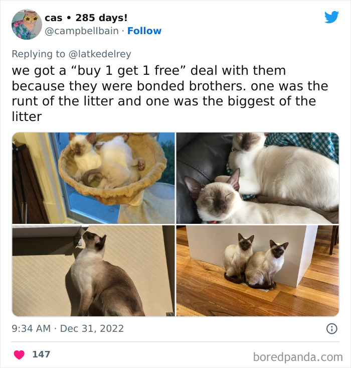 Bonded-Pairs-Of-Cats-Get-Adopted-Together