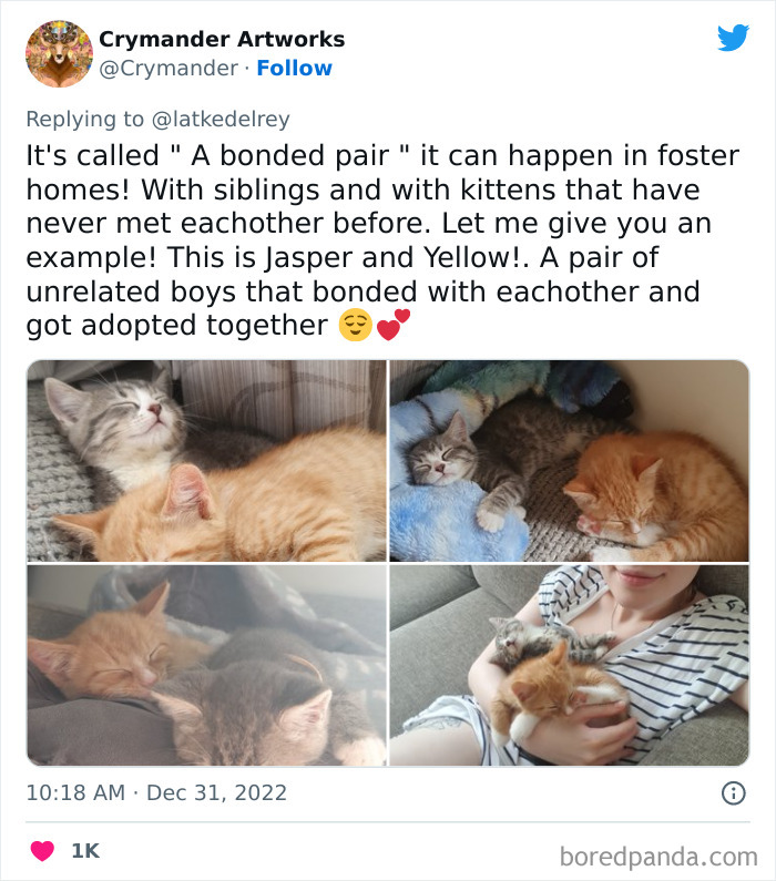 Bonded-Pairs-Of-Cats-Get-Adopted-Together