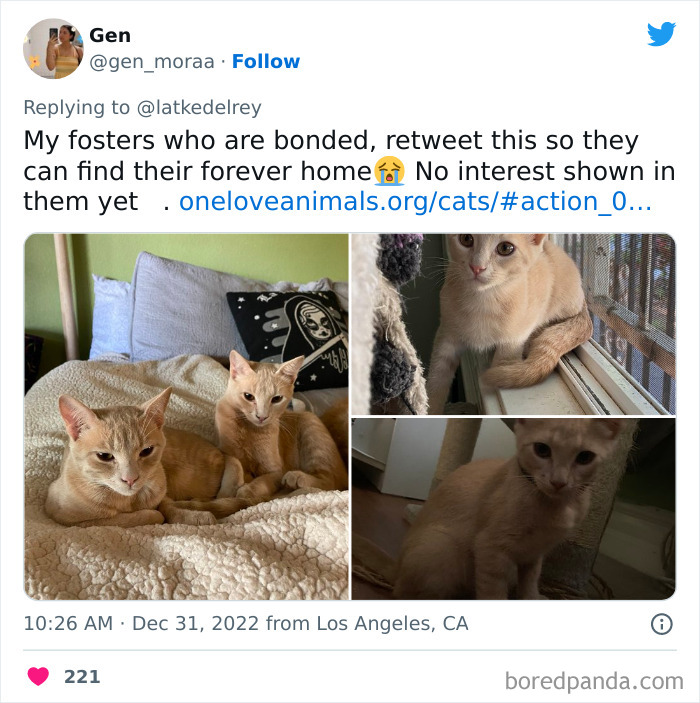 Bonded-Pairs-Of-Cats-Get-Adopted-Together