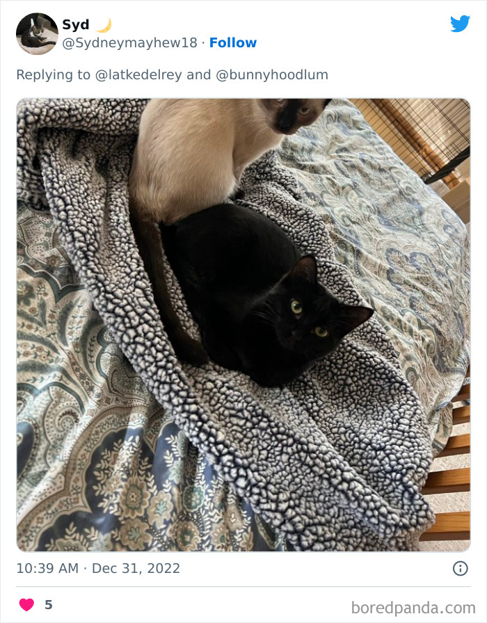 Bonded-Pairs-Of-Cats-Get-Adopted-Together