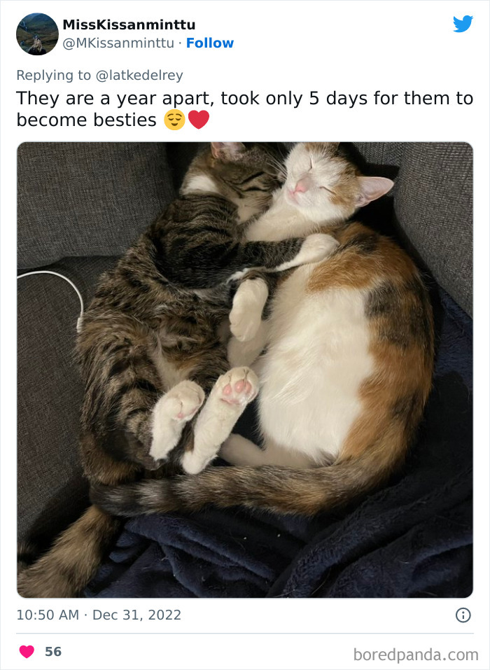 Bonded-Pairs-Of-Cats-Get-Adopted-Together