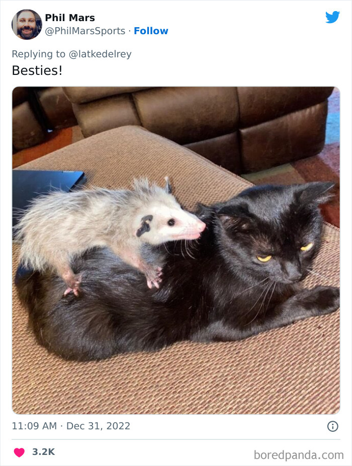 Bonded-Pairs-Of-Cats-Get-Adopted-Together