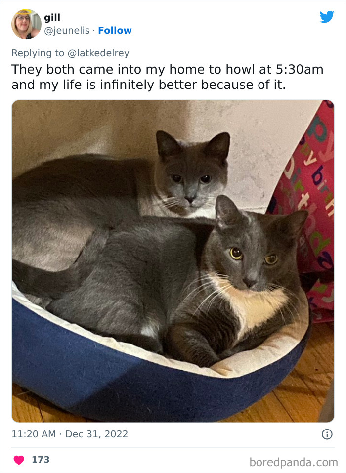 Bonded-Pairs-Of-Cats-Get-Adopted-Together